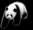 panda2.gif
